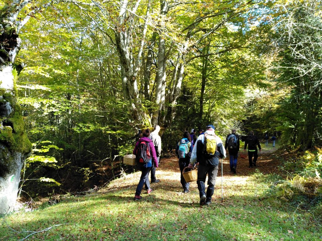 Grupo de personas caminando por el bosque durante una ruta micológica guiada