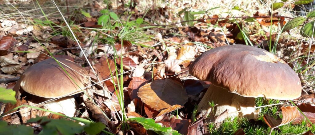 Setas de otoño en el bosque durante una ruta micológica en Ultzama